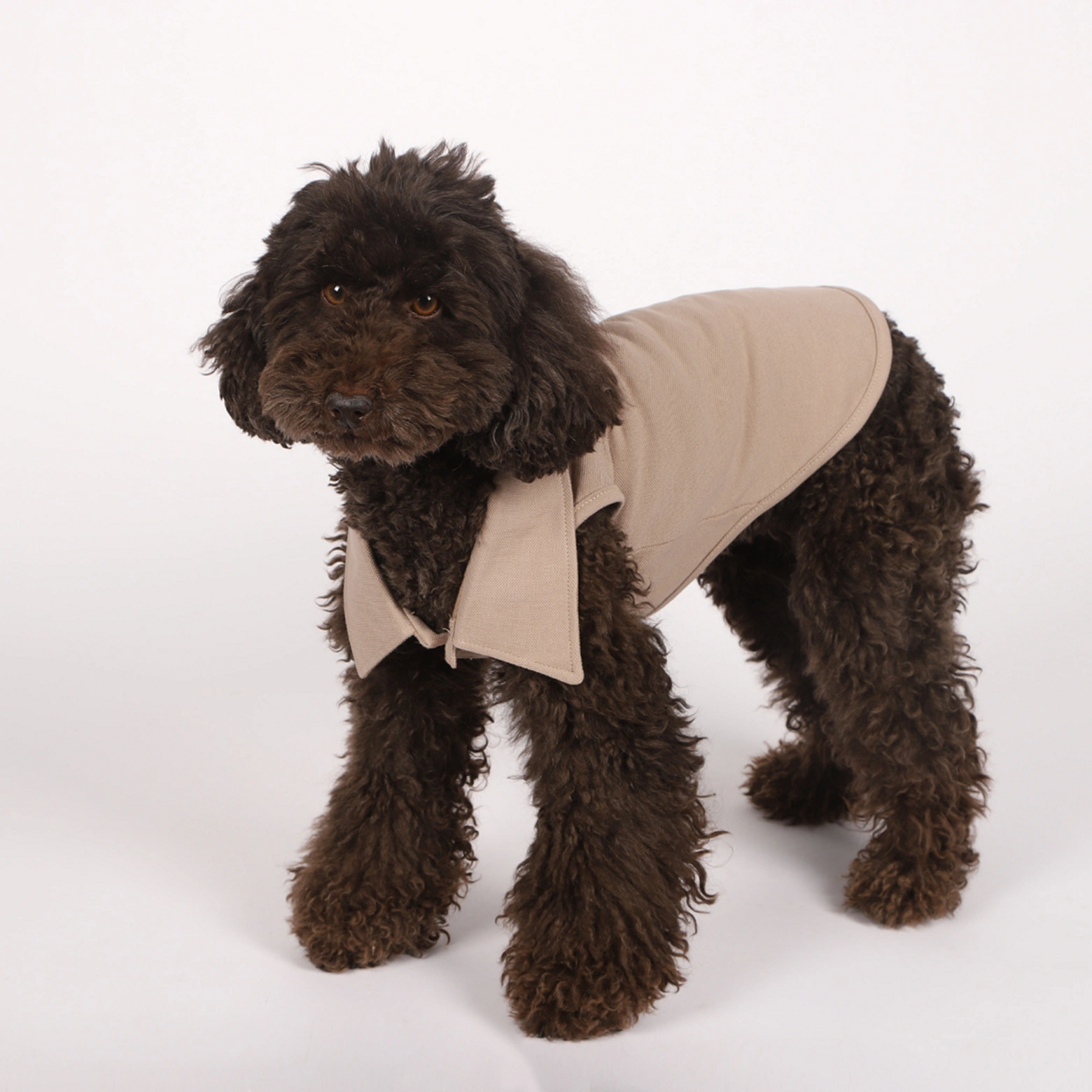 LACOSTE ATLET BEJ